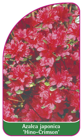 Azalea japonica 'Hino-Crimson'