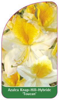 Azalea Knap-Hill-Hybride 'Toucan'