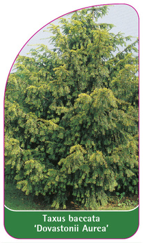 Taxus baccata 'Dovastonii Aurea'