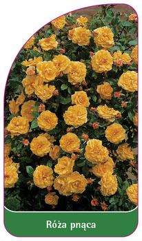 Urcarea trandafirului Nr. 316