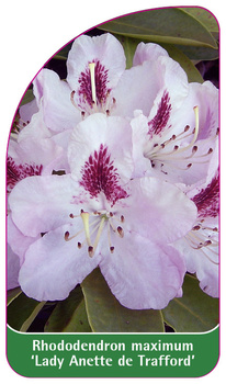 Rhododendron maximum 'Lady Anette de Trafford'