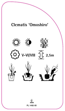 Clematis 'Omoshiro'