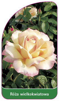 Róza wielkokwiatowa Nr. 213