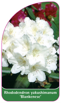 Rhododendron yakushimanum 'Blankenese'