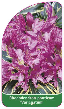 Rhododendron ponticum 'Variegatum'