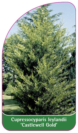 Cupressocyparis leylandii 'Castlewell Gold'