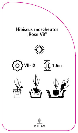 Hibiscus moscheutos ,Rose Vif'