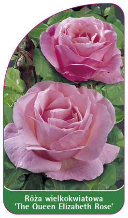 Róza wielkokwiatowa 'The Quen Elizabeth Rose', PL