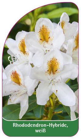 Rhododendron-Hybride, weiß
