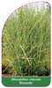 Miscanthus sinensis 'Etincelle'