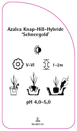 Azalea Knap-Hill-Hybride 'Schneegold''