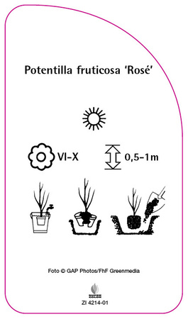 Potentilla fruticosa 'Rosé'