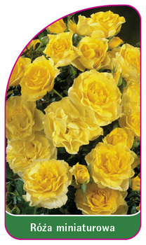 Róza miniaturowa