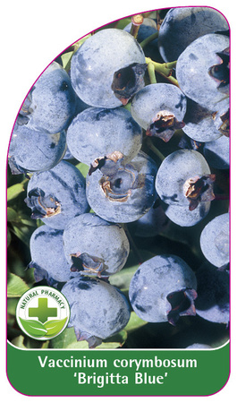 Vaccinium corymbosum 'Brigitta Blue'