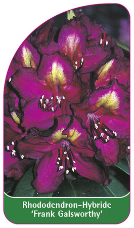 Rhododendron-Hybride 'Frank Galsworthy'