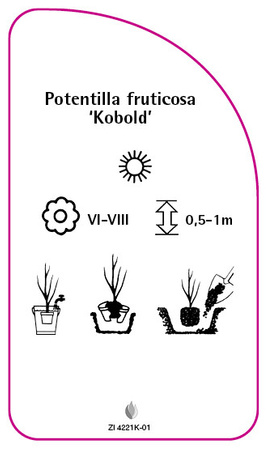 Potentilla fruticosa 'Kobold'