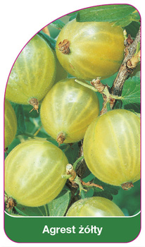 Žlutý angrešt