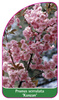 Prunus serrulata 'Kanzan'