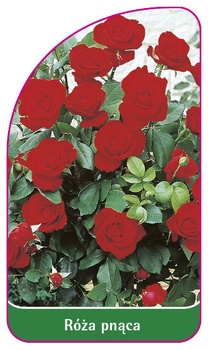 Pnoucí růže č. 320 B