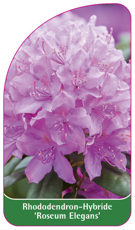 Rhododendron-Hybride 'Roseum Elegans'