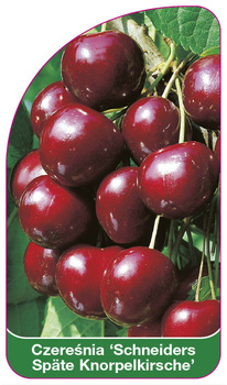 Cireș dulce "Schneiders Späte Knorpelkirsche