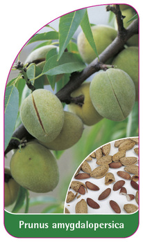 Prunus amygdalopersica