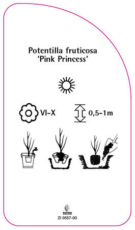 Potentilla fruticosa 'Pink Princess',