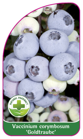 Vaccinium corymbosum 'Goldtraube'