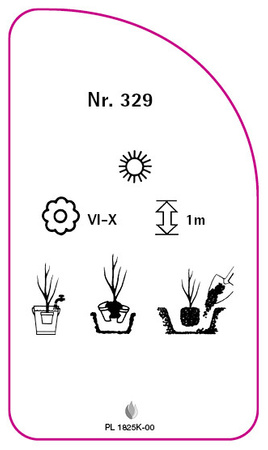 Róza pnąca Nr. 329