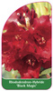 Rhododendron-Hybride 'Black Magic'