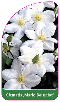 Clematis 'Marie Boisselot'