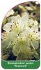Rhododendron keiskei 'Shamrock'