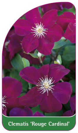Clematis 'Rouge Cardinal'