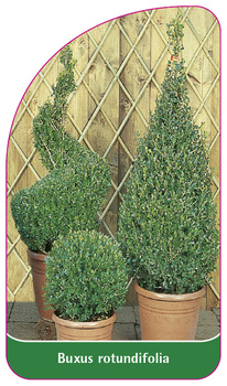 Buxus rotundifolia