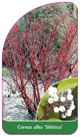 Cornus alba 'Sibirica'