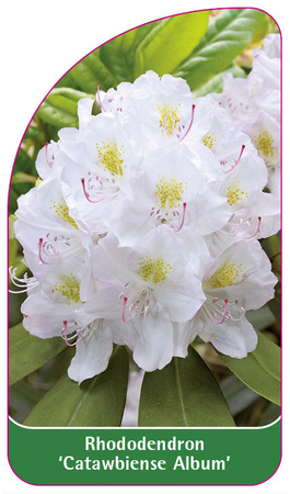 Rhododendron 'Catawbiense Album'