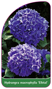Hydrangea macrophylla 'Elbtal'