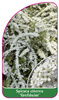 Spiraea cinerea 'Grefsheim'