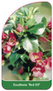 Escallonia 'Red Elf'