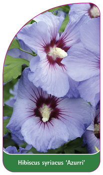 Hibiscus syriacus 'Azurri'