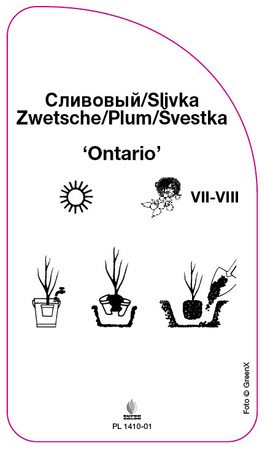 Śliwa 'Ontario'