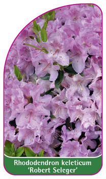 Rhododendron keleticum 'Robert Seleger'