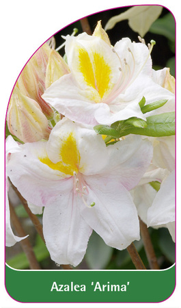 Azalea 'Arima'