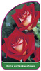 Trandafir cu flori mari Nr. 229