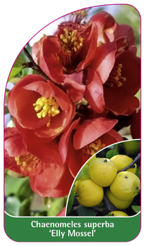 Chaenomeles superba 'Elly Mossel'