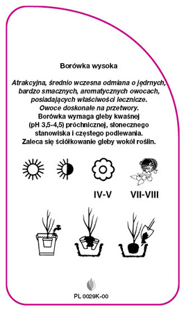 Vaccinium corymbosum 'Bluejay'