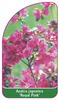 Azalea japonica 'Royal Pink'