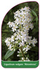 Ligustrum vulgare 'Atrovirens'