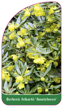 Berberis frikarti 'Amstelveen'