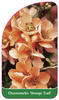 Chaenomeles 'Orange Trail'